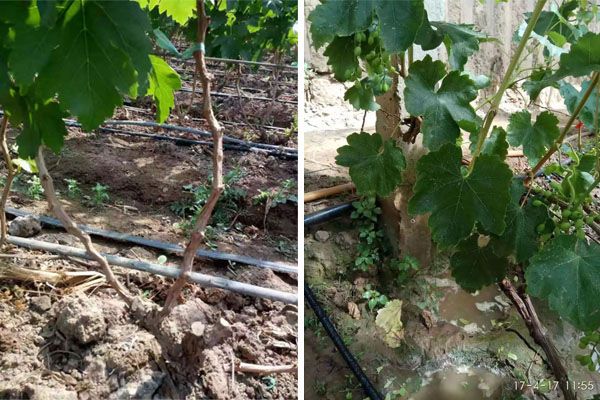 Advantages of drip irrigation system for fruit trees