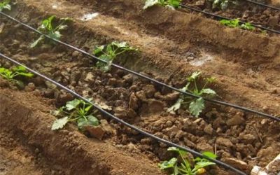 Precautions for the Use of Agricultural Drip Irrigation System