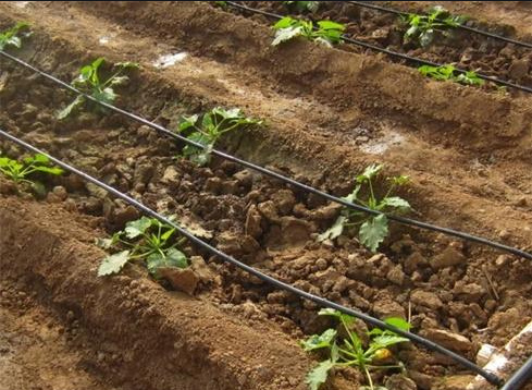 Agricultural Drip Irrigation System