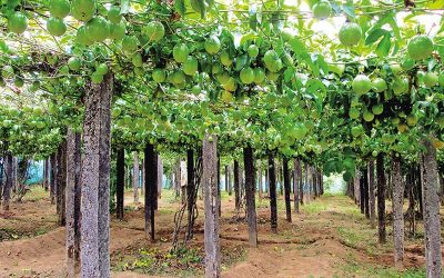 Fruit fruit tree drip irrigation advantage