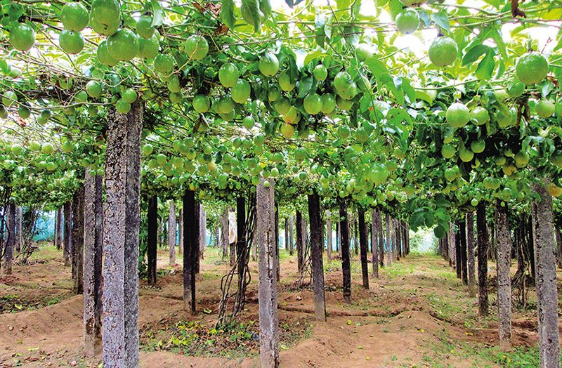 Fruit fruit tree drip irrigation