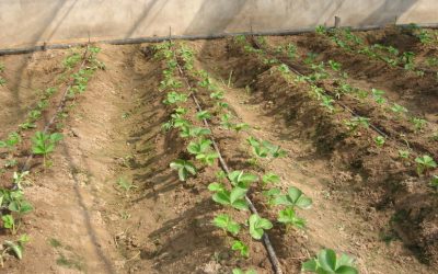 The difference between drip irrigation belt and drip irrigation tube