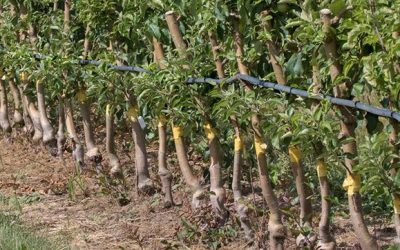 Irrigation methods for garden trees
