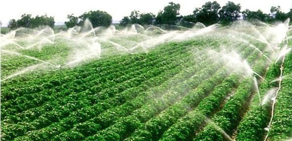 Precautions for fruit tree drip irrigation