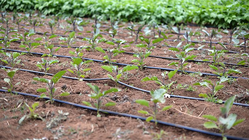 Precautions for the use of drip irrigation tape