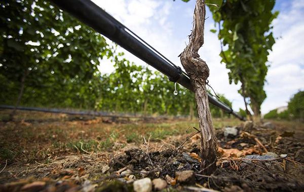 Whether the vineyard uses drip irrigation or sprinkler irrigation
