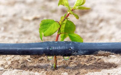 Advantages of drip irrigation