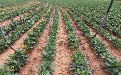 What is a drip irrigation system