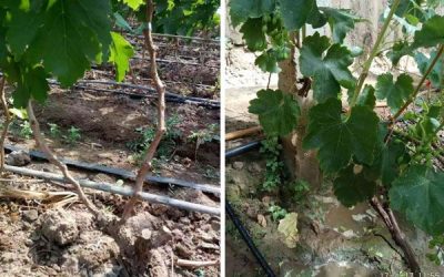 Strawberry drip irrigation technology, drip irrigation system