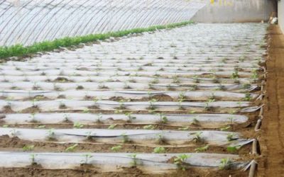 Precautions for greenhouse vegetable irrigation