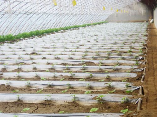 greenhouse vegetable irrigation
