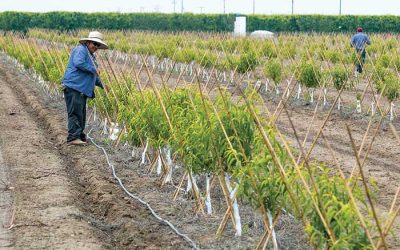 Advantages of orchard drip irrigation technology