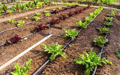 Water-saving irrigation technology