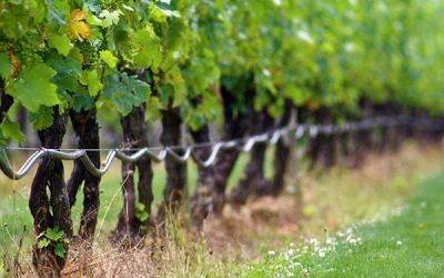 How to install vineyard drip irrigation equipment