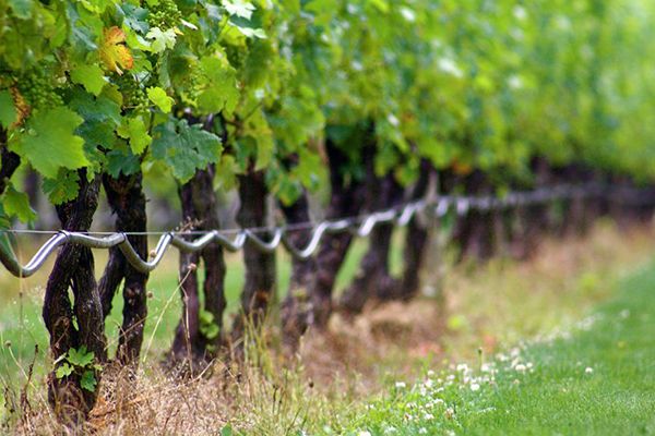 vineyard drip irrigation equipment